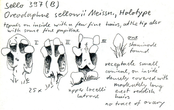 Vorschaubild Oreodaphne sellowii Meisn.